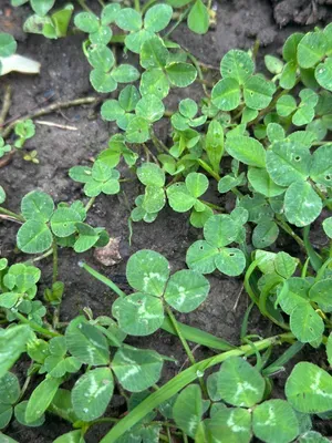 Nález #16914 – ZLÍN_JSVAHY-NSTR-S002