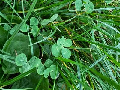 Nález #15077 – ZLÍN_BAŤŮVPARK001