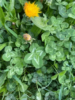 Nález #111 – RATIBOŘ001