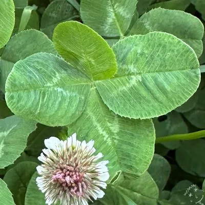Nález #10439