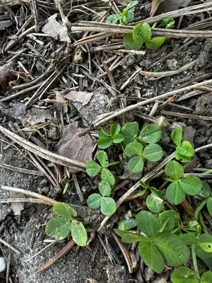 Nález #16097 – ZLÍN_JSVAHY-SPORTOVNÍ001