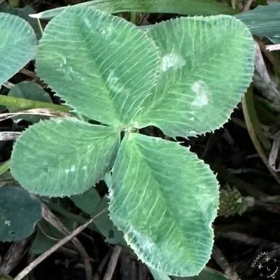 Nález #30531