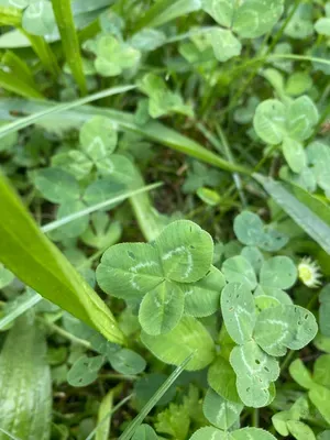 Nález #41 – ZLÍN_JSVAHY-JAVOROVÁ003