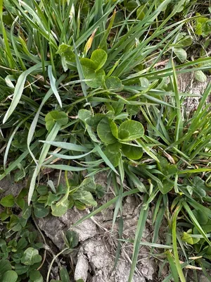 Nález #16634 – RATIBOŘ_POLE001g