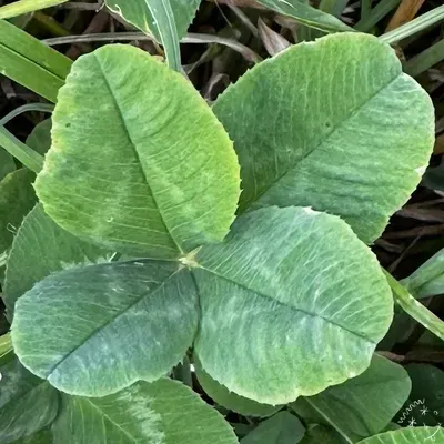 Nález #25983