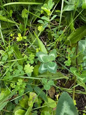 Nález #15144 – PRAHA_PODĚBRADSKÁ001