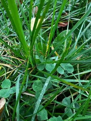 Nález #15079 – ZLÍN_BAŤŮVPARK001