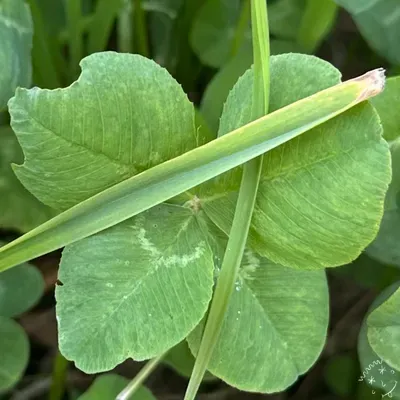 Nález #22783