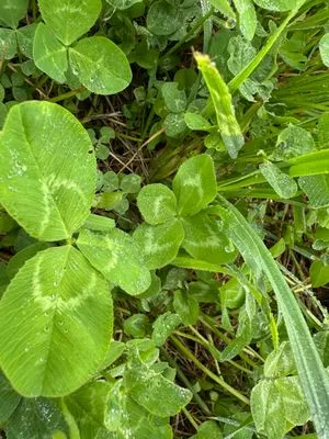 Nález #13979