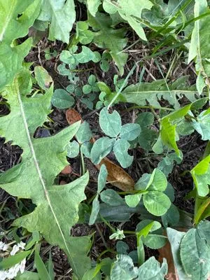 Nález #14309 – ZLÍN_JSVAHY-KŘIBY-H001