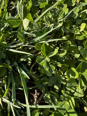 Nález #16326 – RATIBOŘ_POLE001f