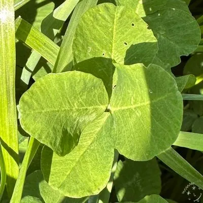 Nález #7262