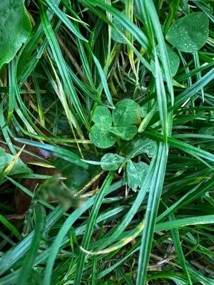 Nález #15085 – ZLÍN_BAŤŮVPARK001