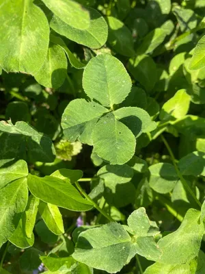 Nález #153 – NEEXISTUJE-ZLÍN_JSVAHY-JAVOROVÁ002