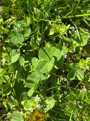 Nález #16903 – ZLÍN_JSVAHY-STŘEDOVÁ001