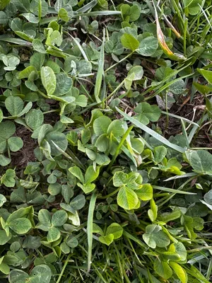 Nález #16429 – RATIBOŘ_POLE001c