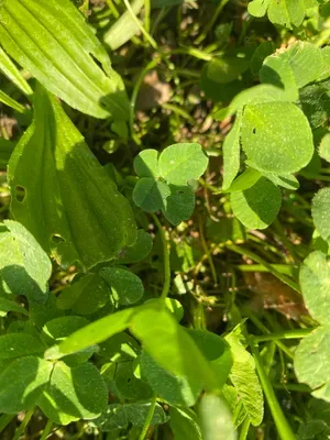 Nález #147 – NEEXISTUJE-ZLÍN_JSVAHY-JAVOROVÁ002