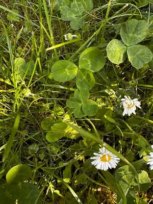 Nález #18096 – ZLÍN_JSVAHY-STŘEDOVÁ003
