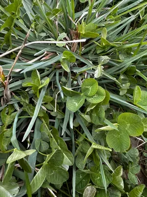 Nález #16638 – RATIBOŘ_POLE001g