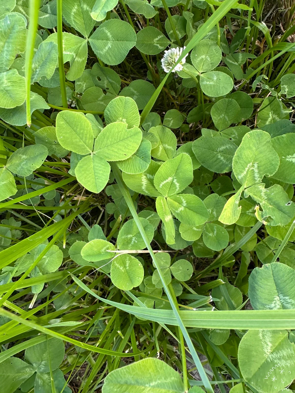 Nález #23079