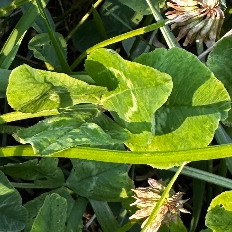 Nález #25908 – výřez