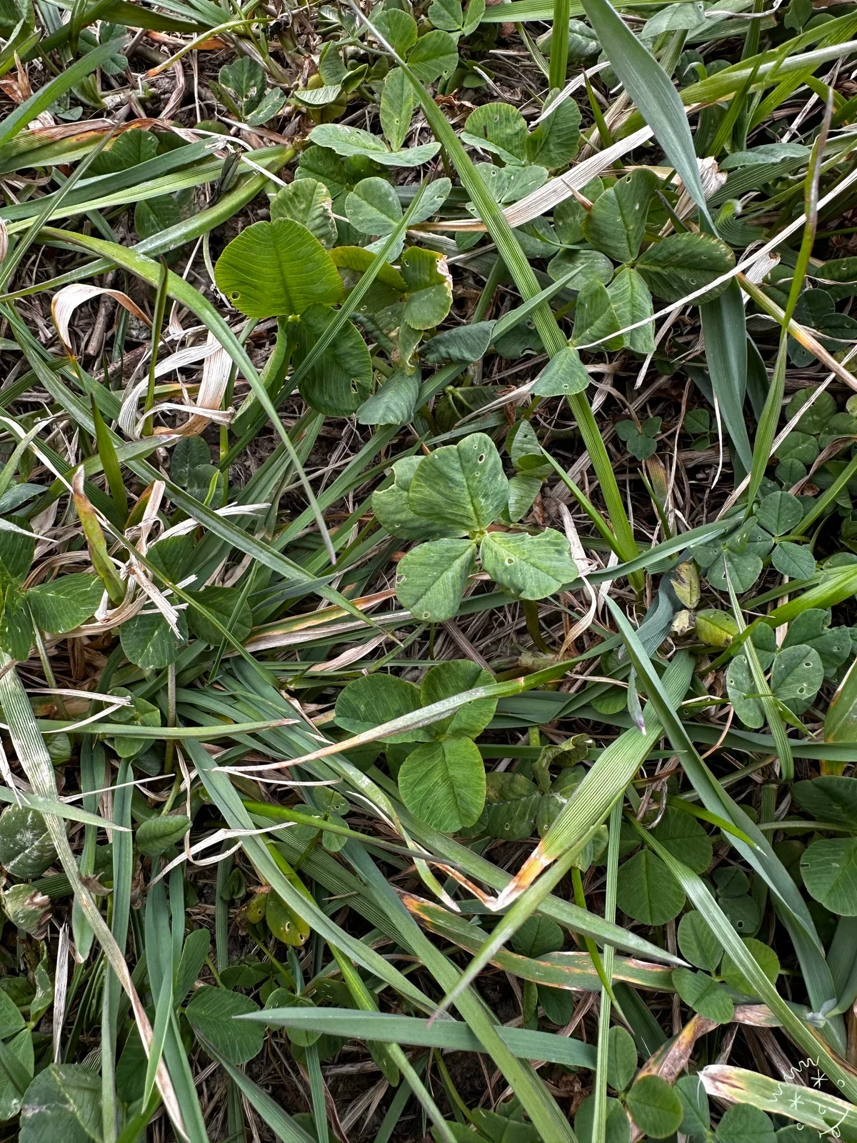 Nález #16119