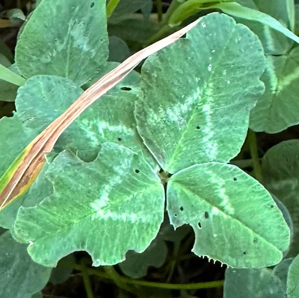 Find #19760 – crop