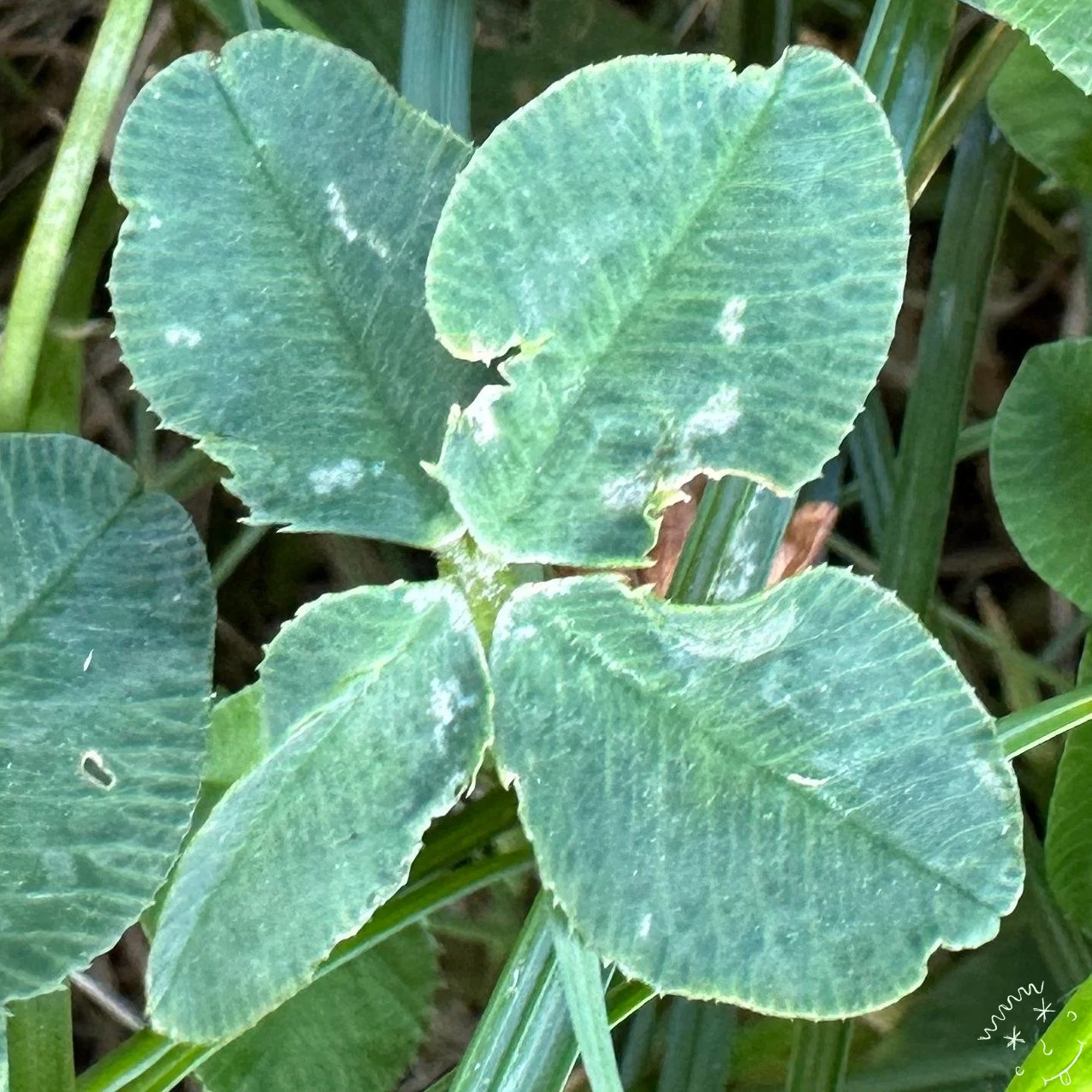 Nález #4205 – výřez