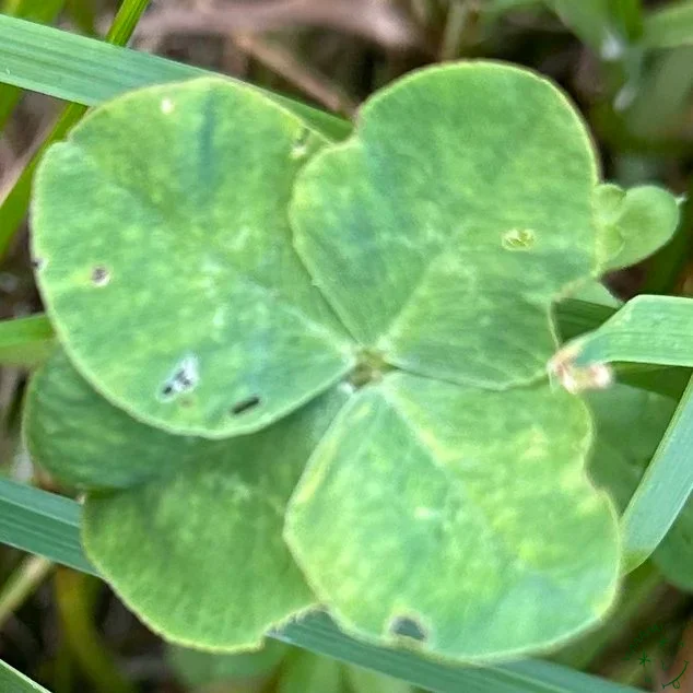 Nález #23085 – výřez