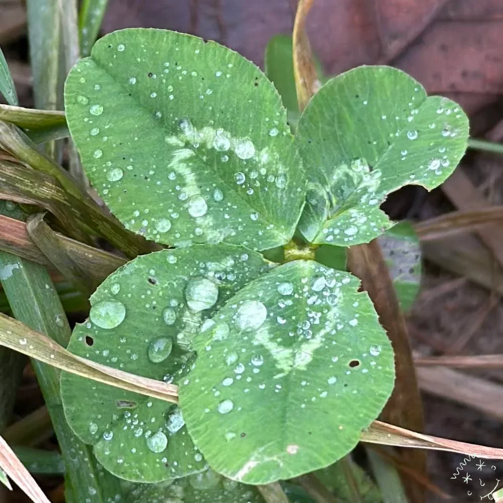 Nález #15776 – výřez